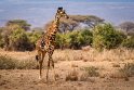 123 Amboseli Nationaal Park